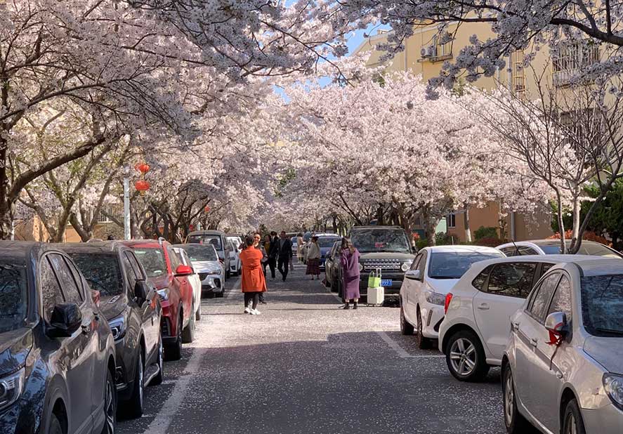 Haozhifeng Machinery organiza una excursión de primavera para disfrutar de Cherry Blossoms